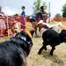 Dogs play in the Bark Park during the 3rd annual Dog Days of Summer on Saturday, July 27. Daniel Brenner I AnnArbor.com